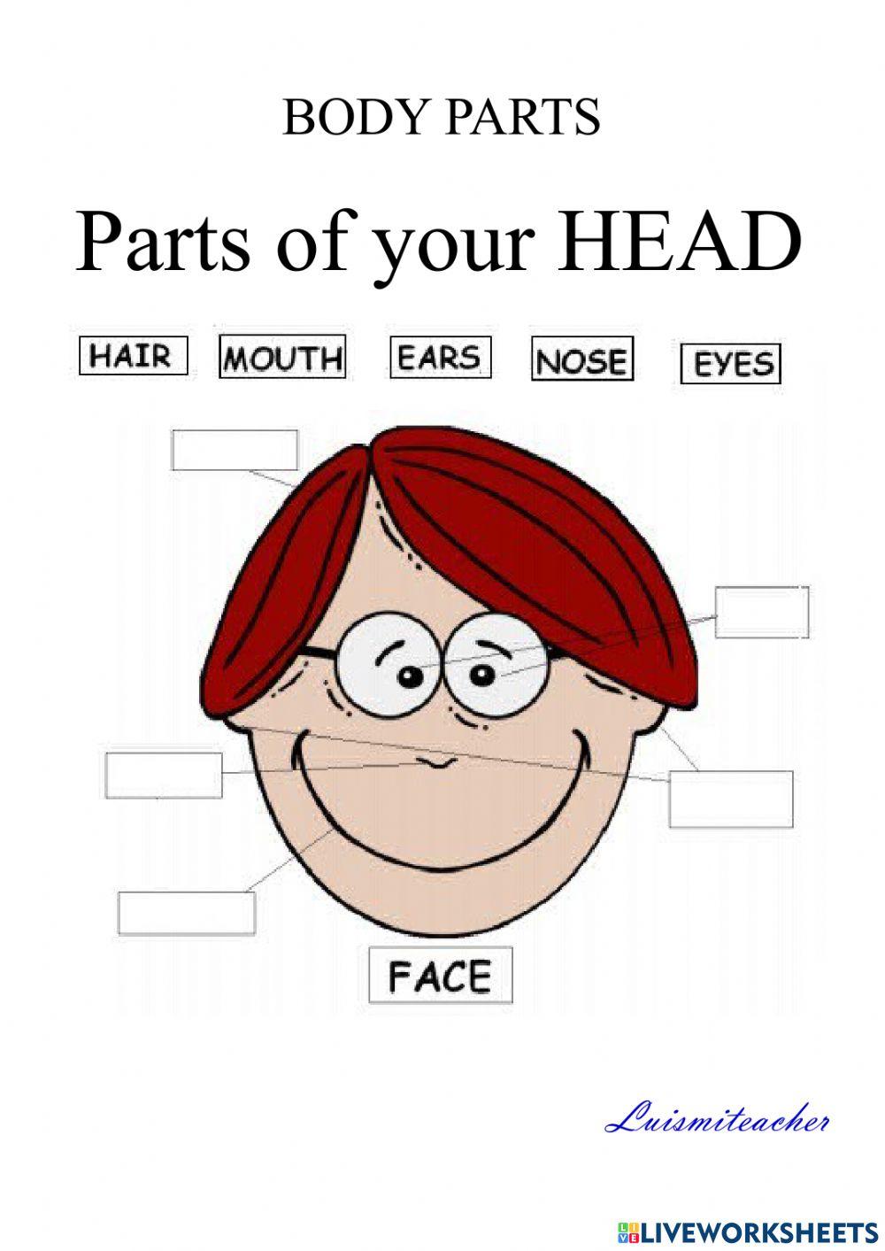 PARTS OF YOUR HEAD