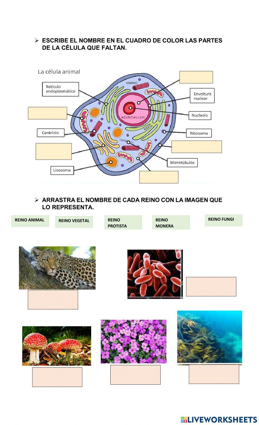 Reinos de la naturaleza