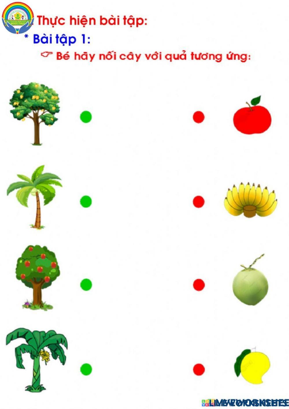 bài tập nối cây với quả 