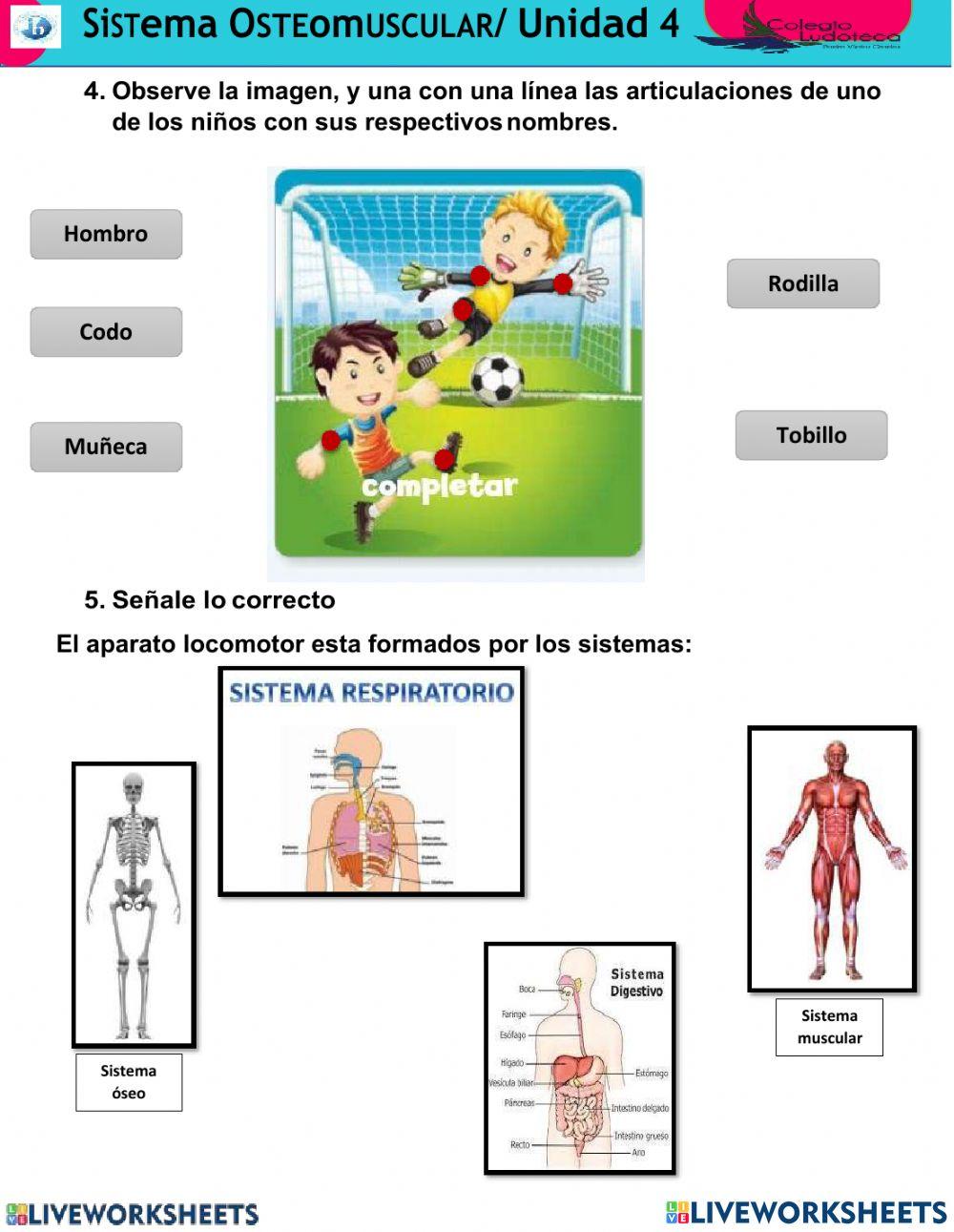 El sistema locomotor