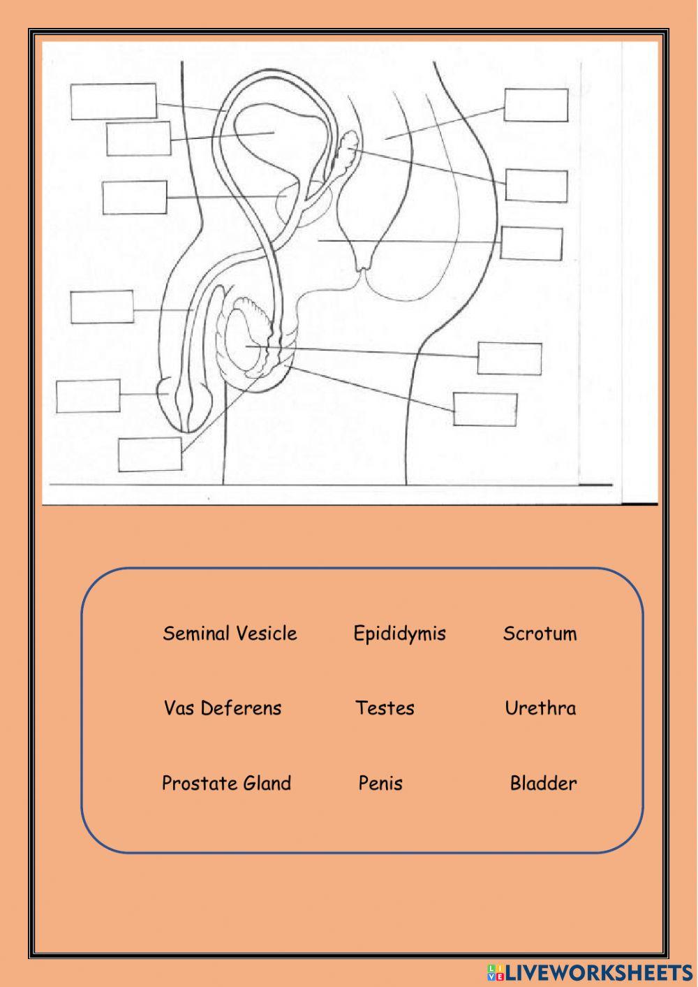The Male & Female Human Reproductive Organs