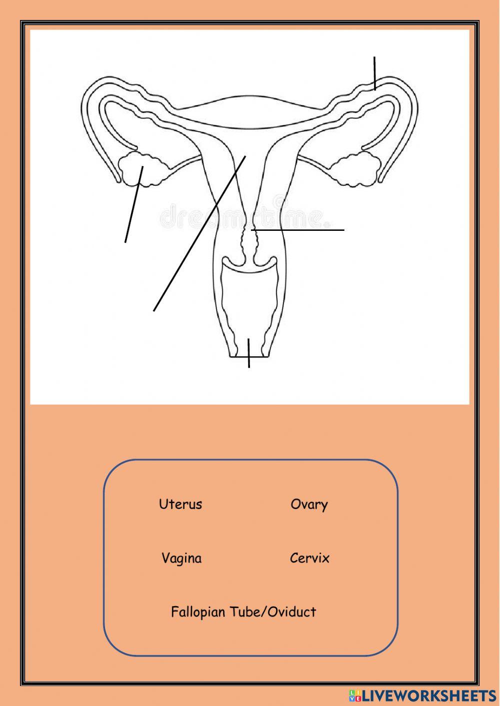 The Male & Female Human Reproductive Organs