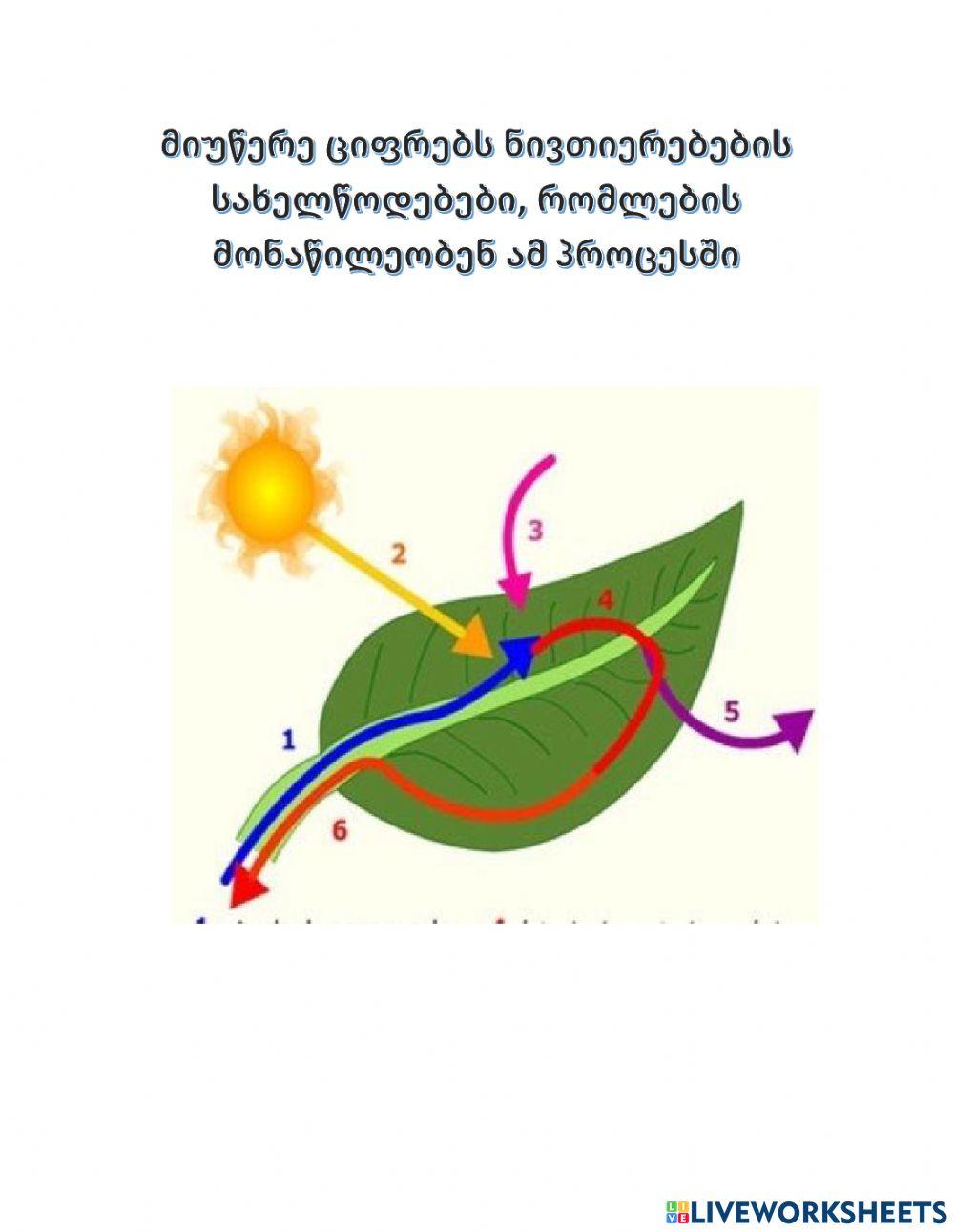 Ფოტოსინთეზი