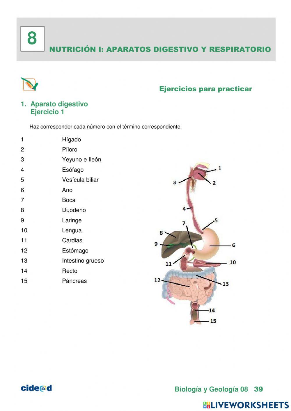 Partes del aparato digestivo CIDEAD