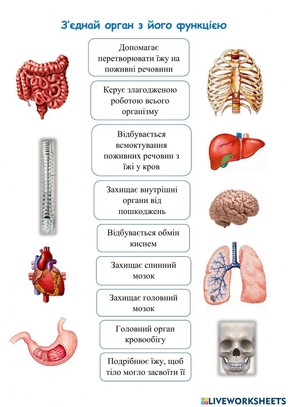 Система органів людини