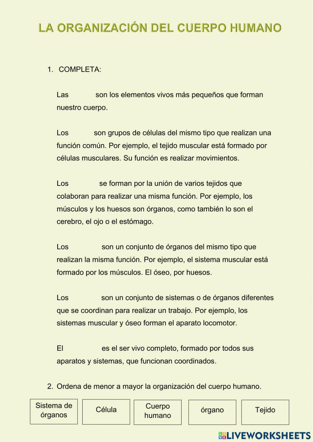 La organización del cuerpo humano