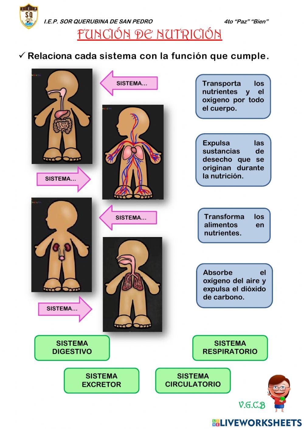 Función de Nutrición
