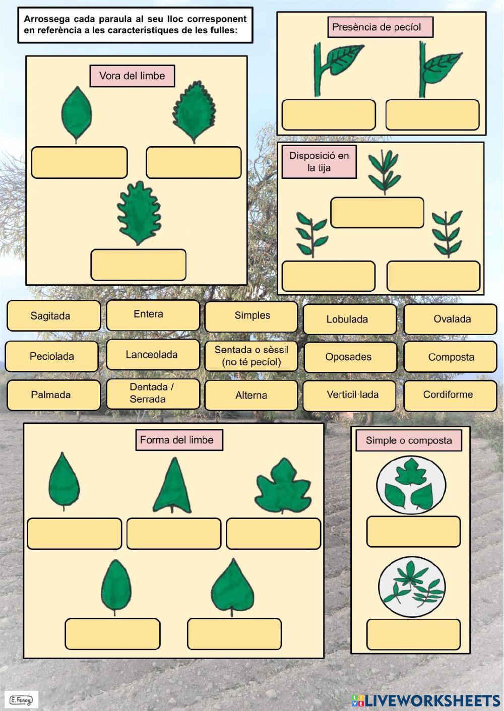 Identificació d'espècies vegetals (I)