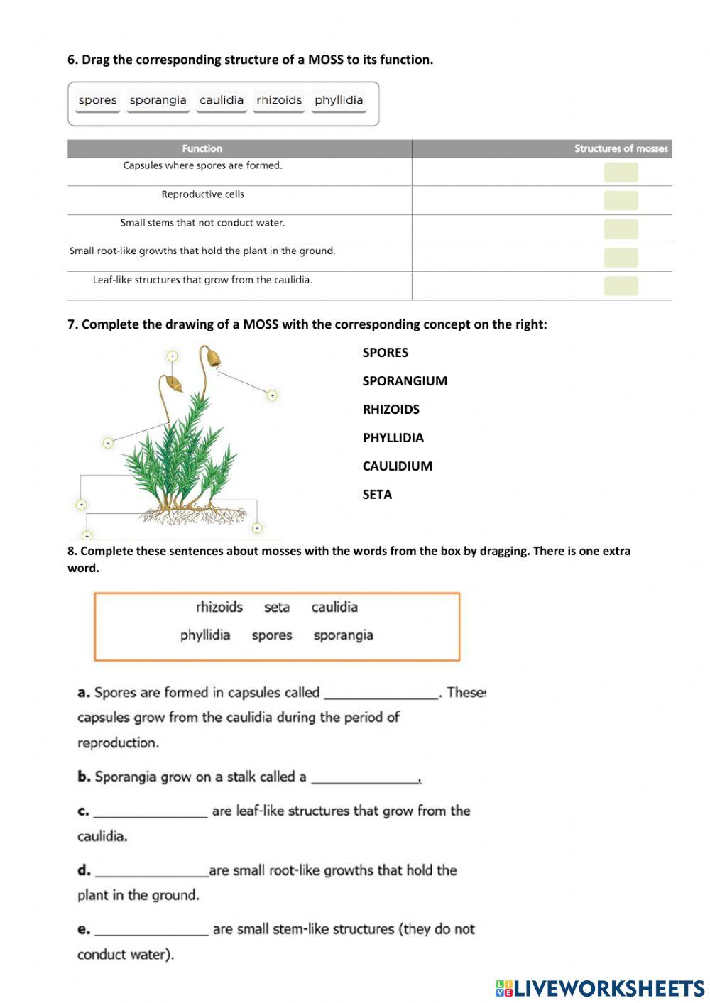 NON-FLOWERING PLANTS