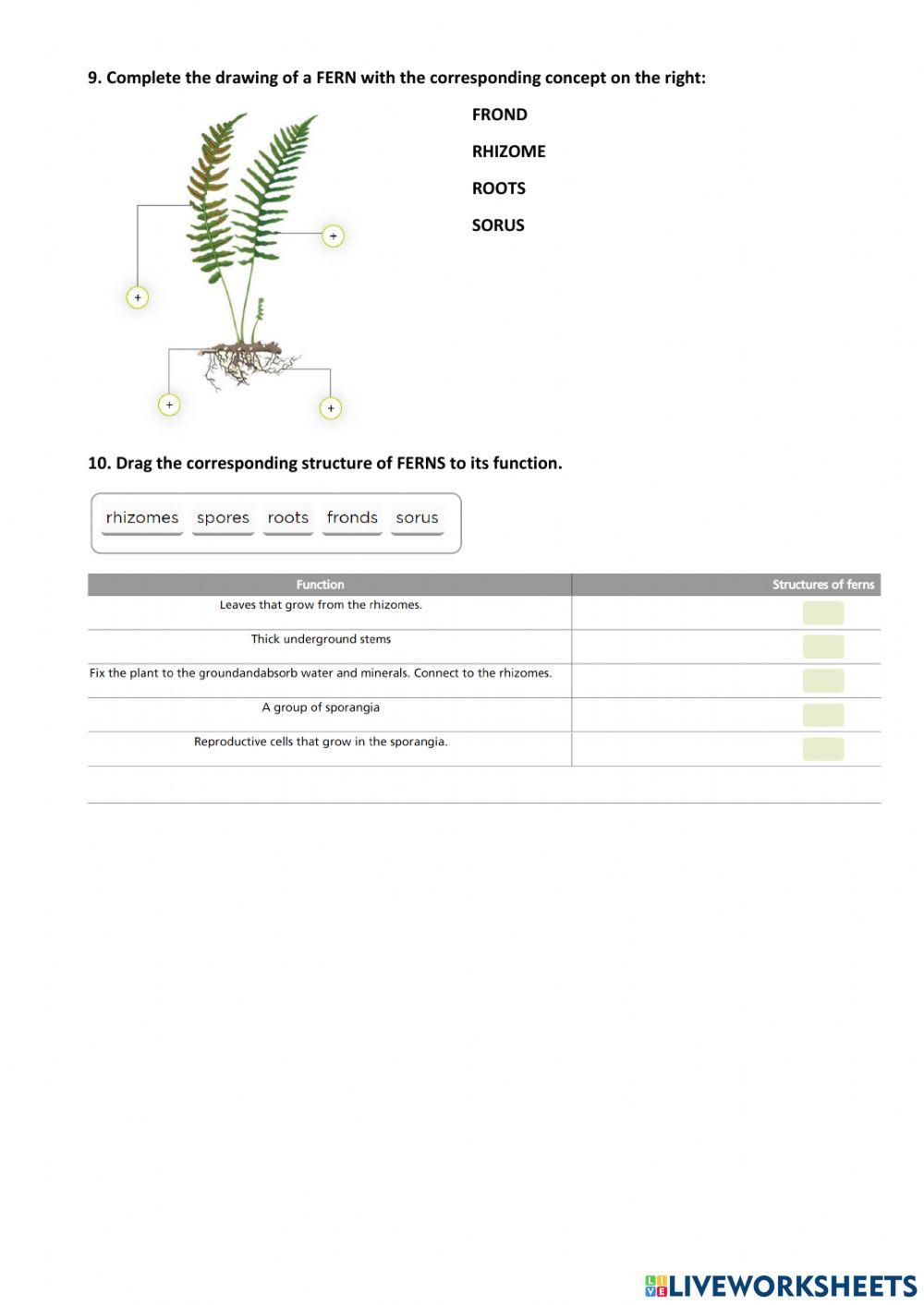 NON-FLOWERING PLANTS