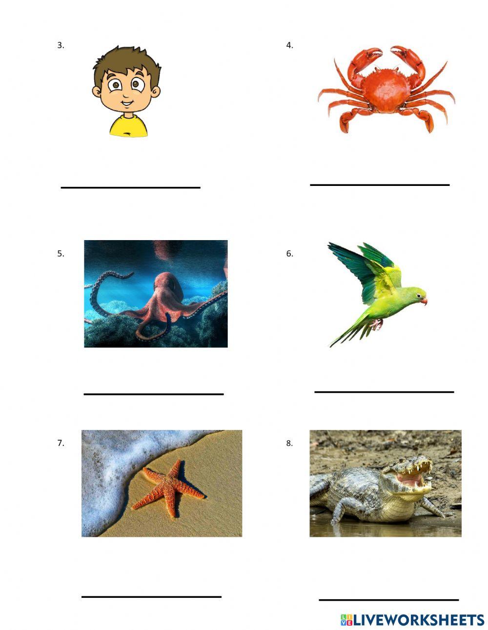 Vertebrates and invertebrates