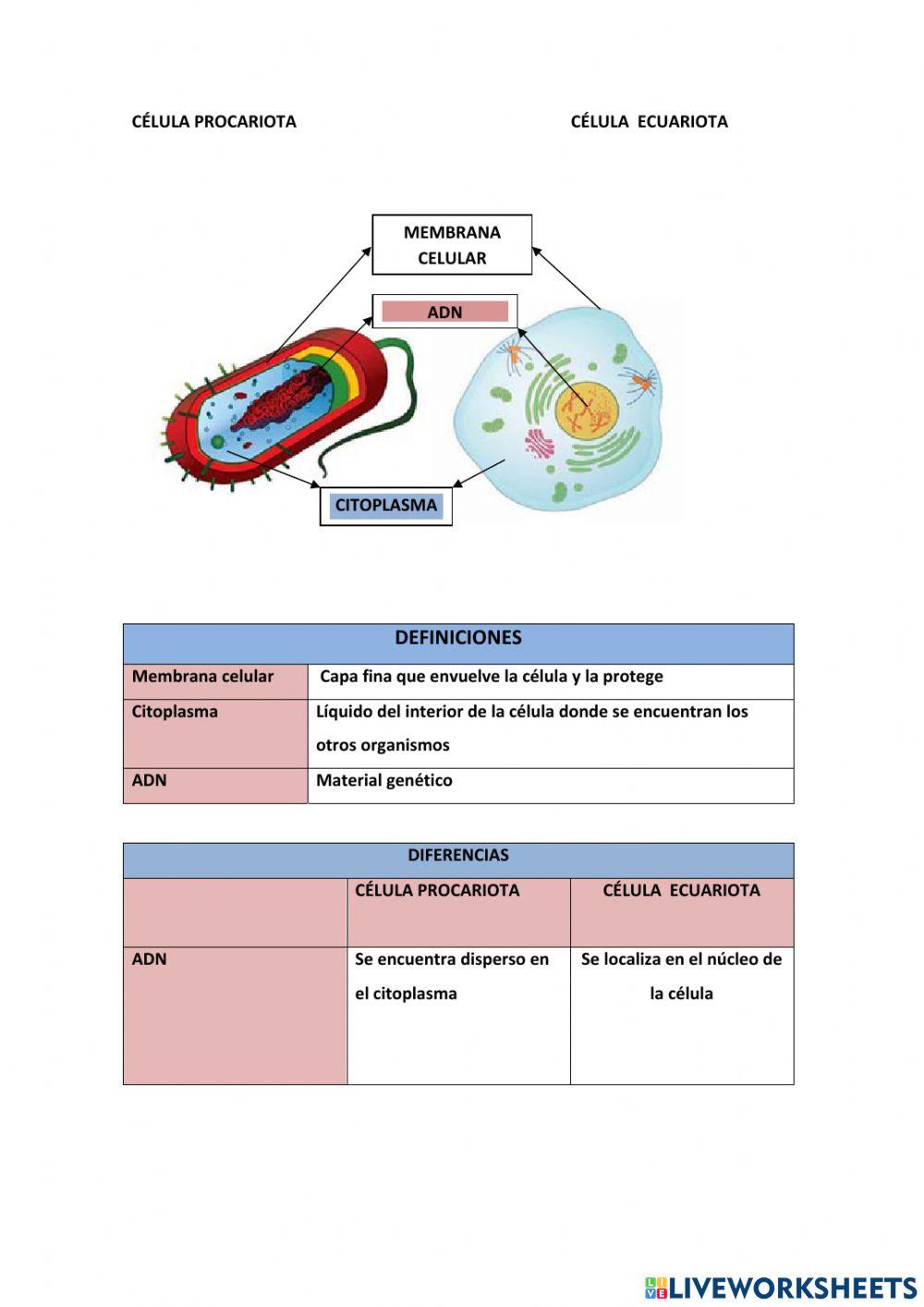Célula ecuariota y procariota