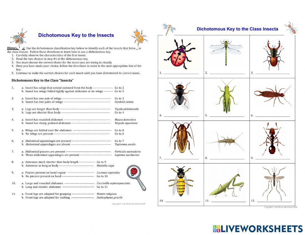 Insect Dichotomy