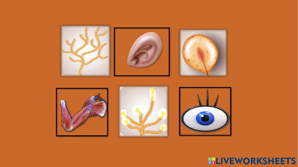 المستقبلات