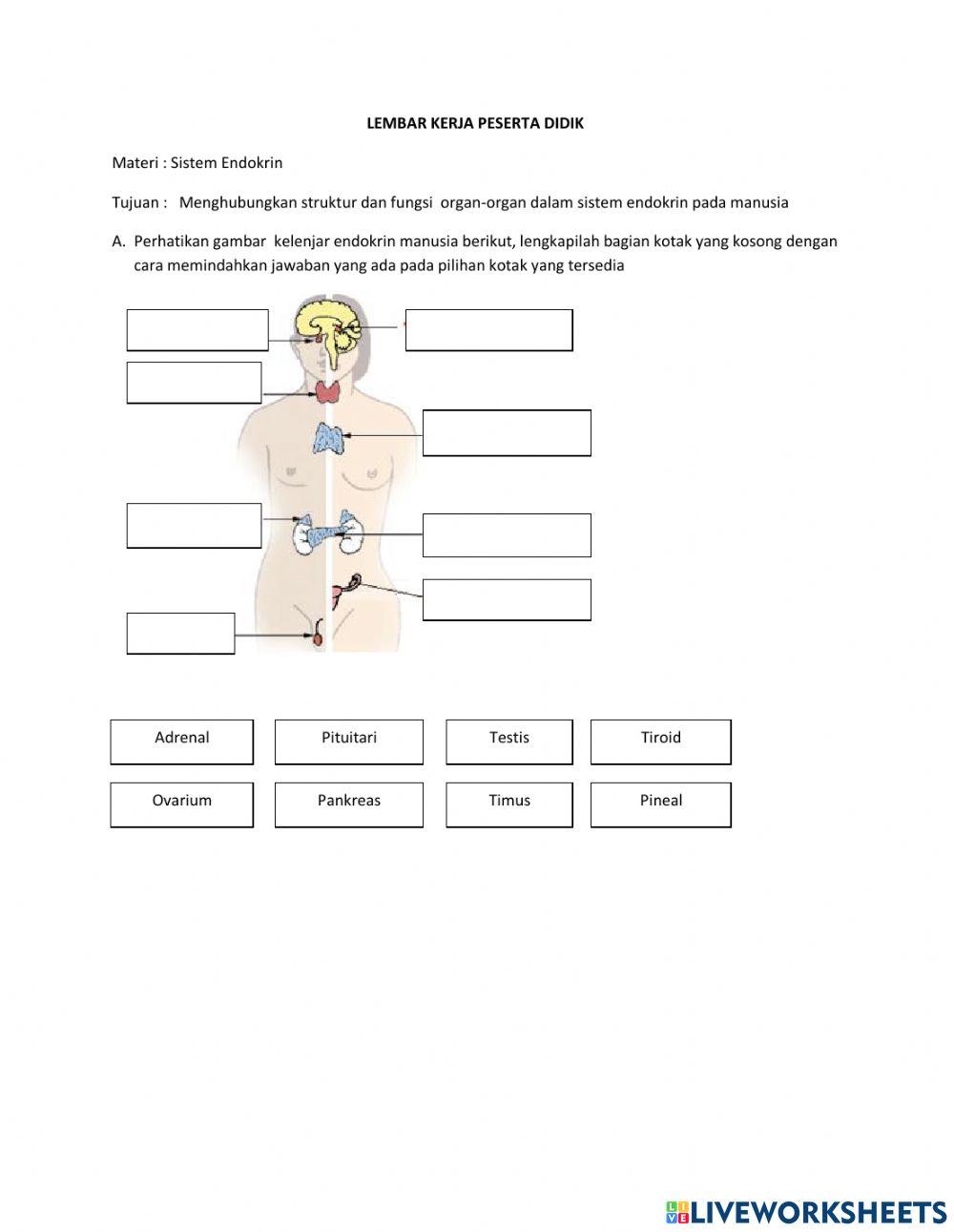 LKPD Sistem Endokrin