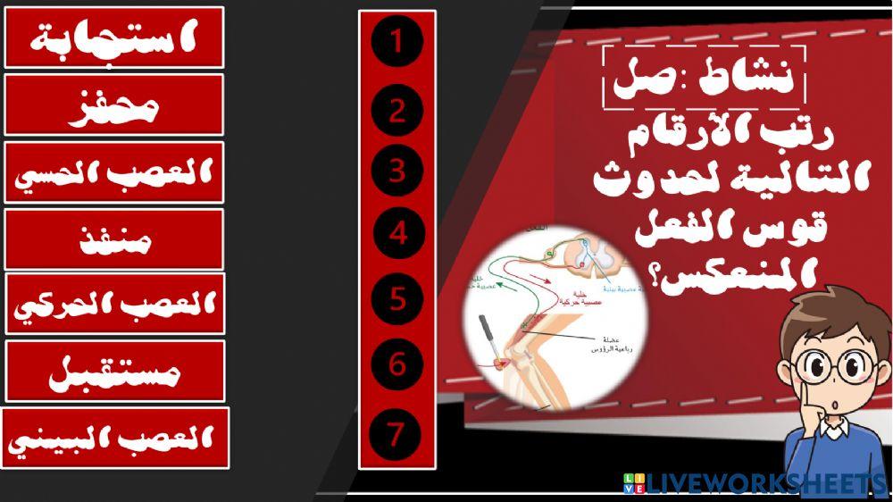 تسلسل قوس الفعل النمعكس