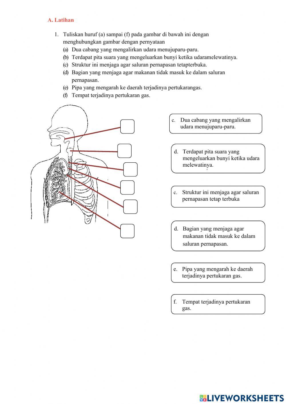 Sistem pernapasan manusia 1