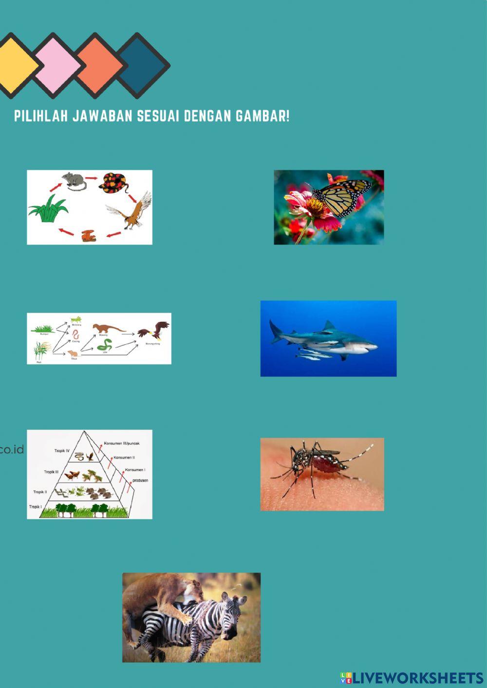 Interaksi makhluk hidup