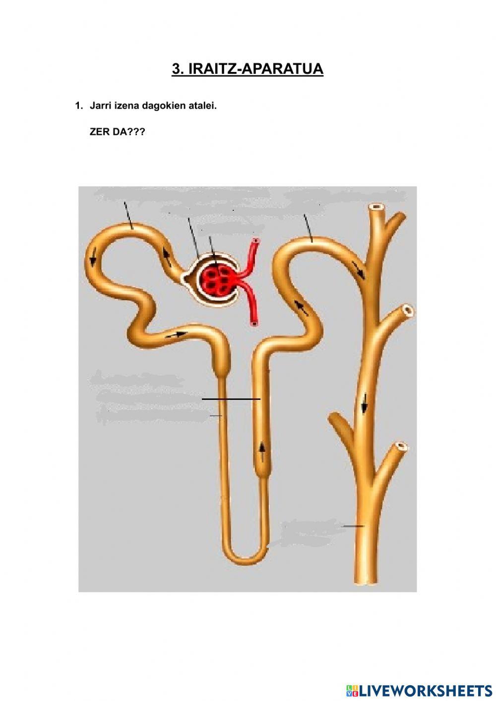 Iraitz-aparatua-nefrona