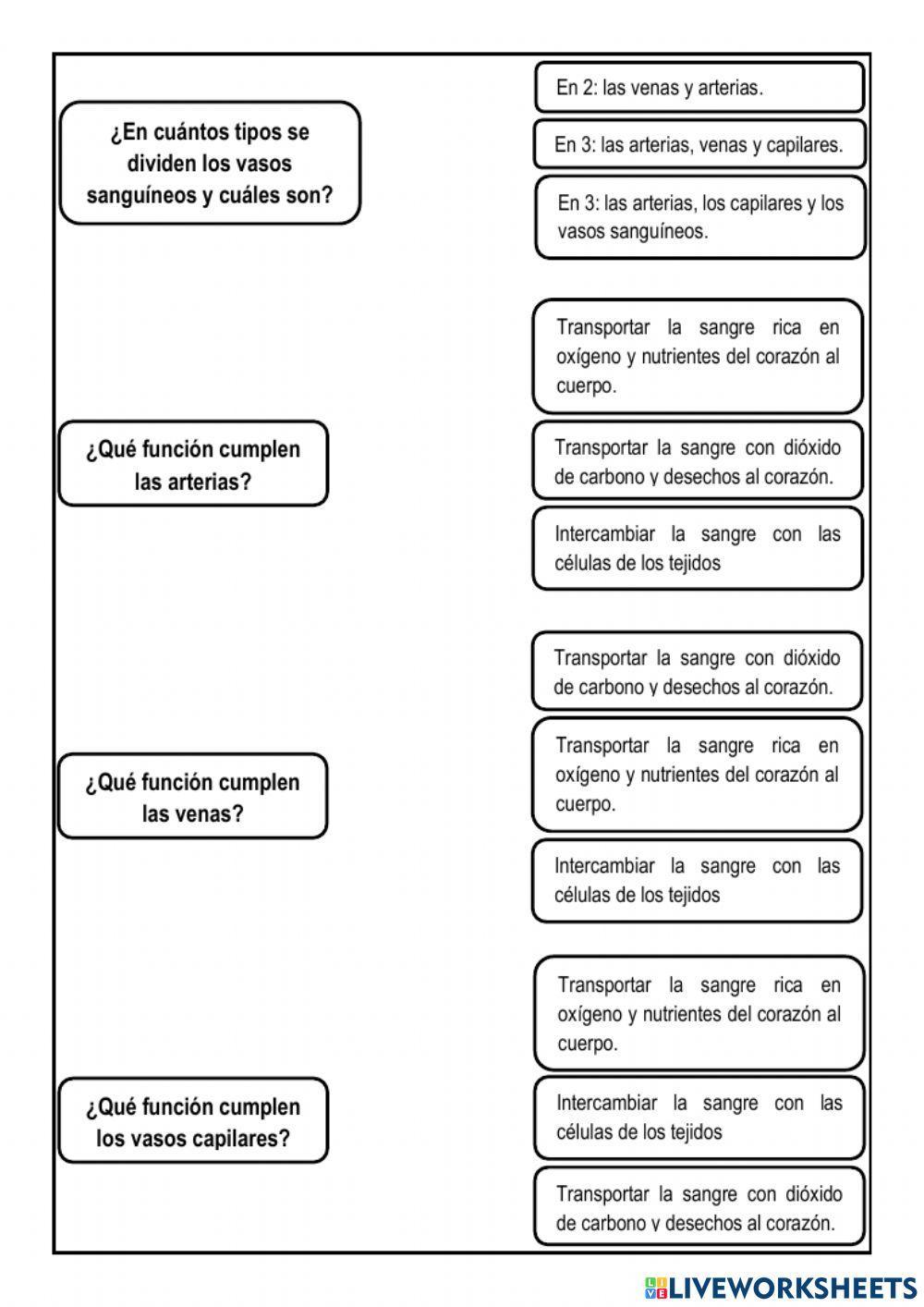 El Sistema Circulatorio