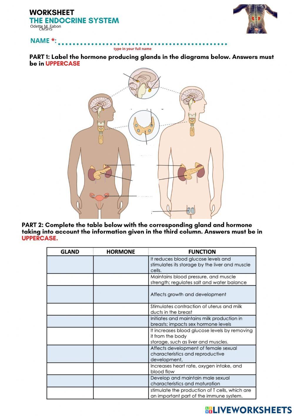 3551496 WORKSHEET THE ENDOCRINE SYSTEM ODETTE FABON