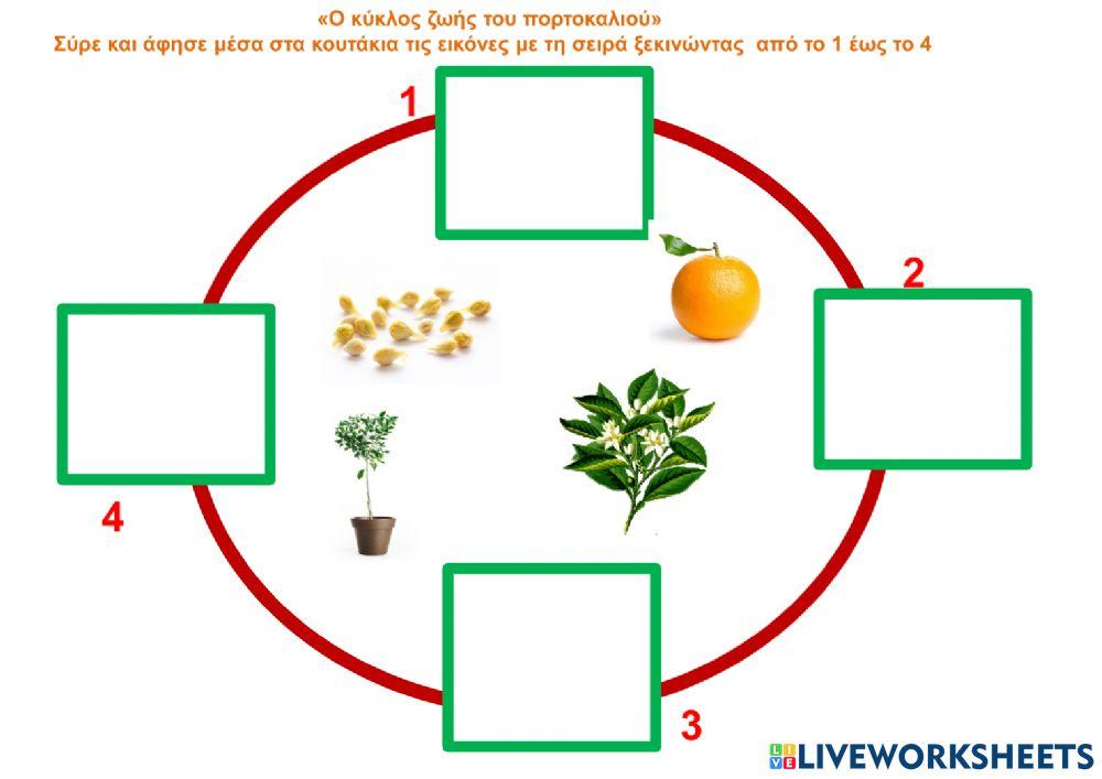 Ο κύκλος ζωής του πορτοκαλιού