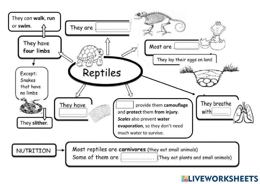 Reptiles