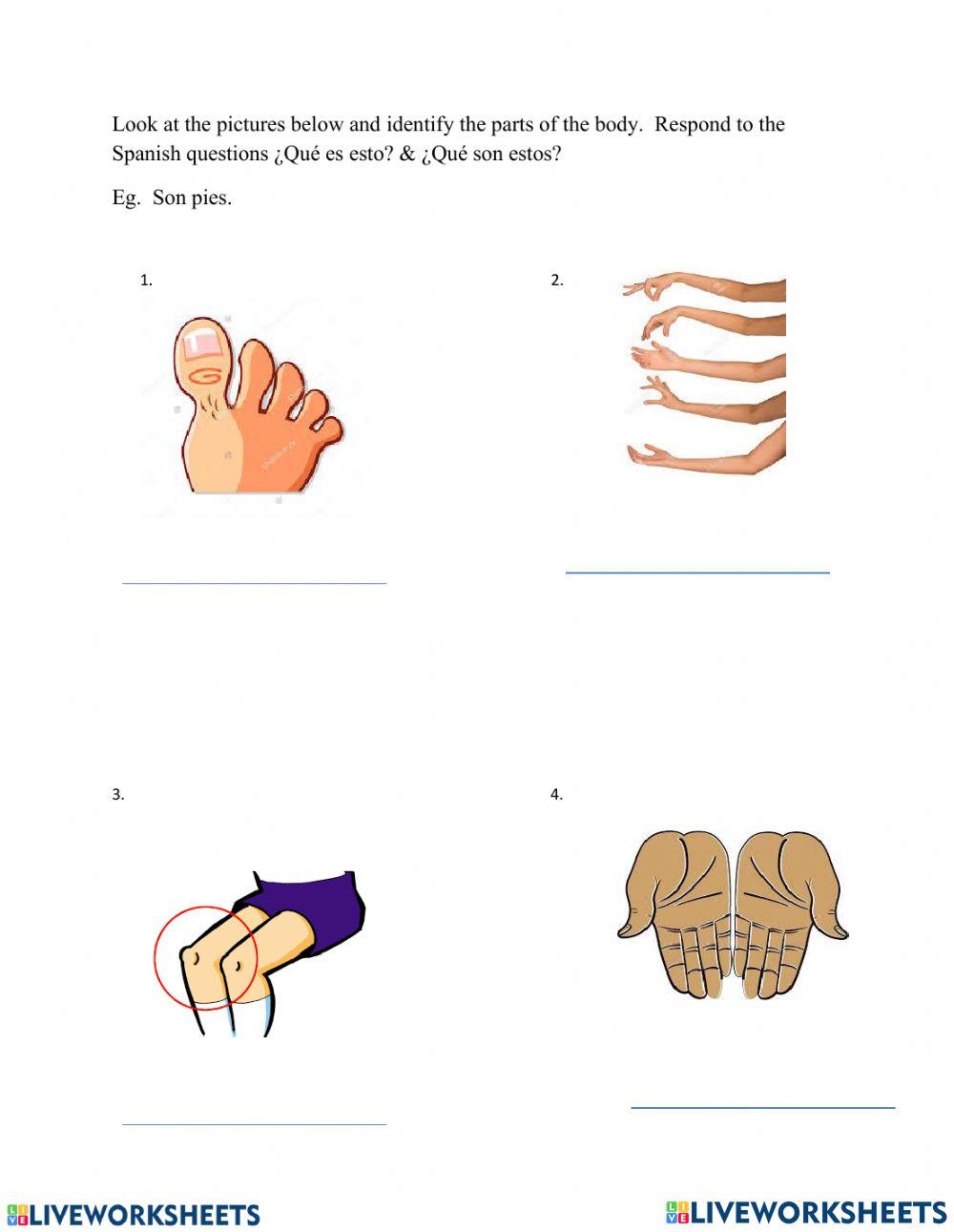 LAS PARTES DEL CUERPO 5 LAS PARTES DEL CUERPO 5