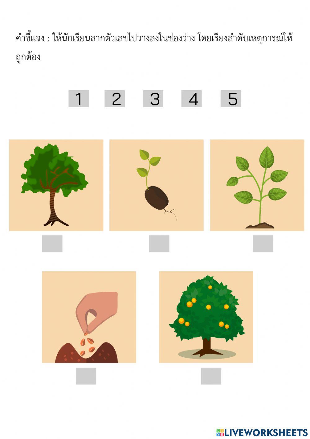 การเรียงลำดับ