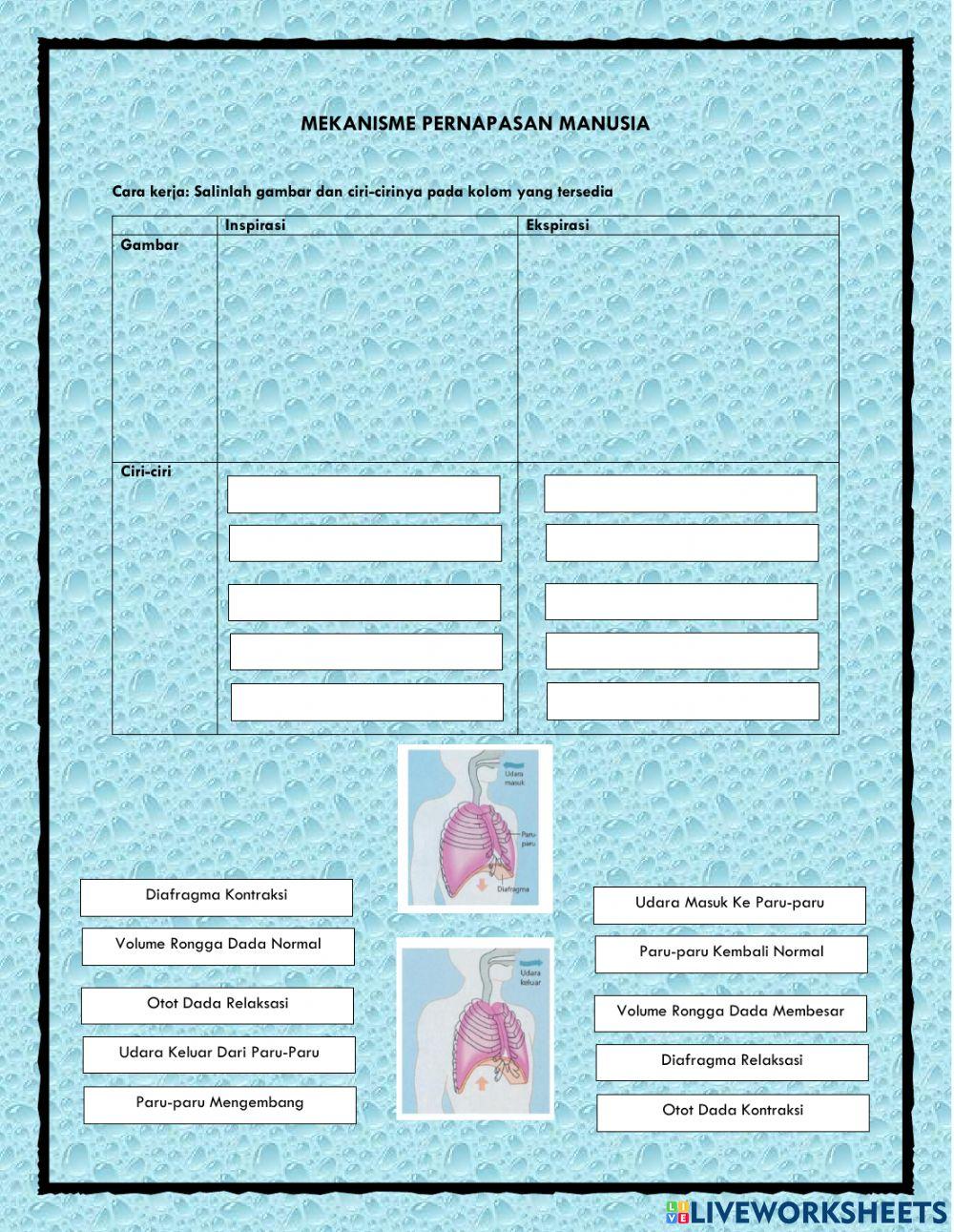 LKPD Sistem Pernapasan