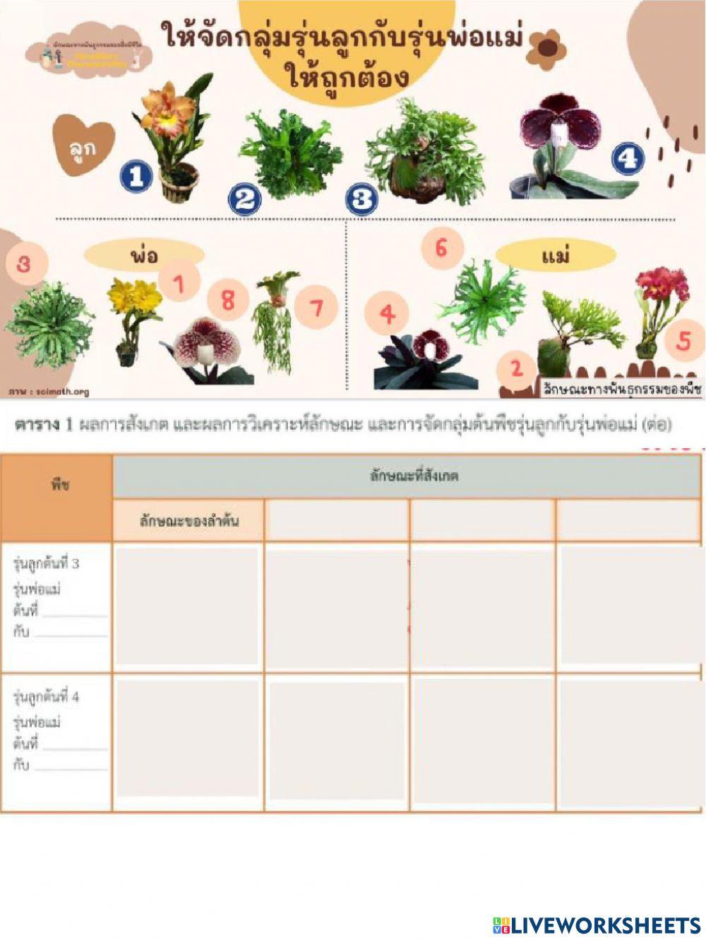 ลักษณะทางพันธุกรรมของพืช