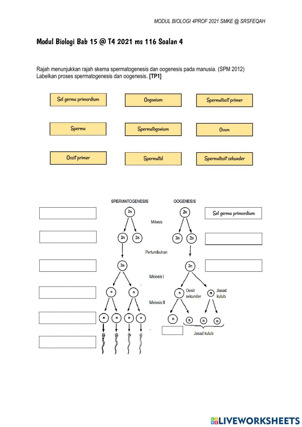 BIO T4 BAB 15.2 Gametogenesis