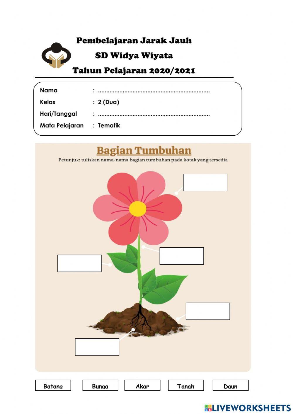 Bagian bagian tumbuhan