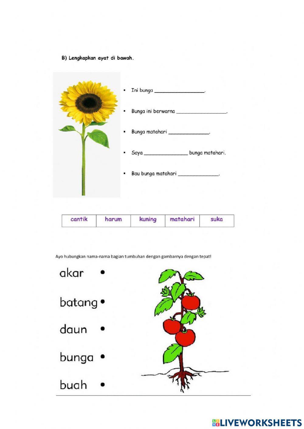 Bagian bagian tumbuhan