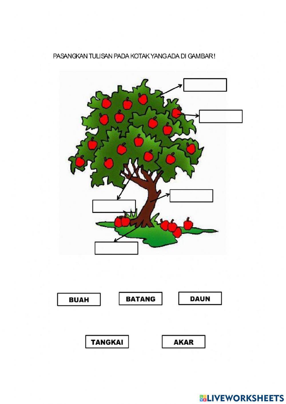 Bagian bagian tumbuhan
