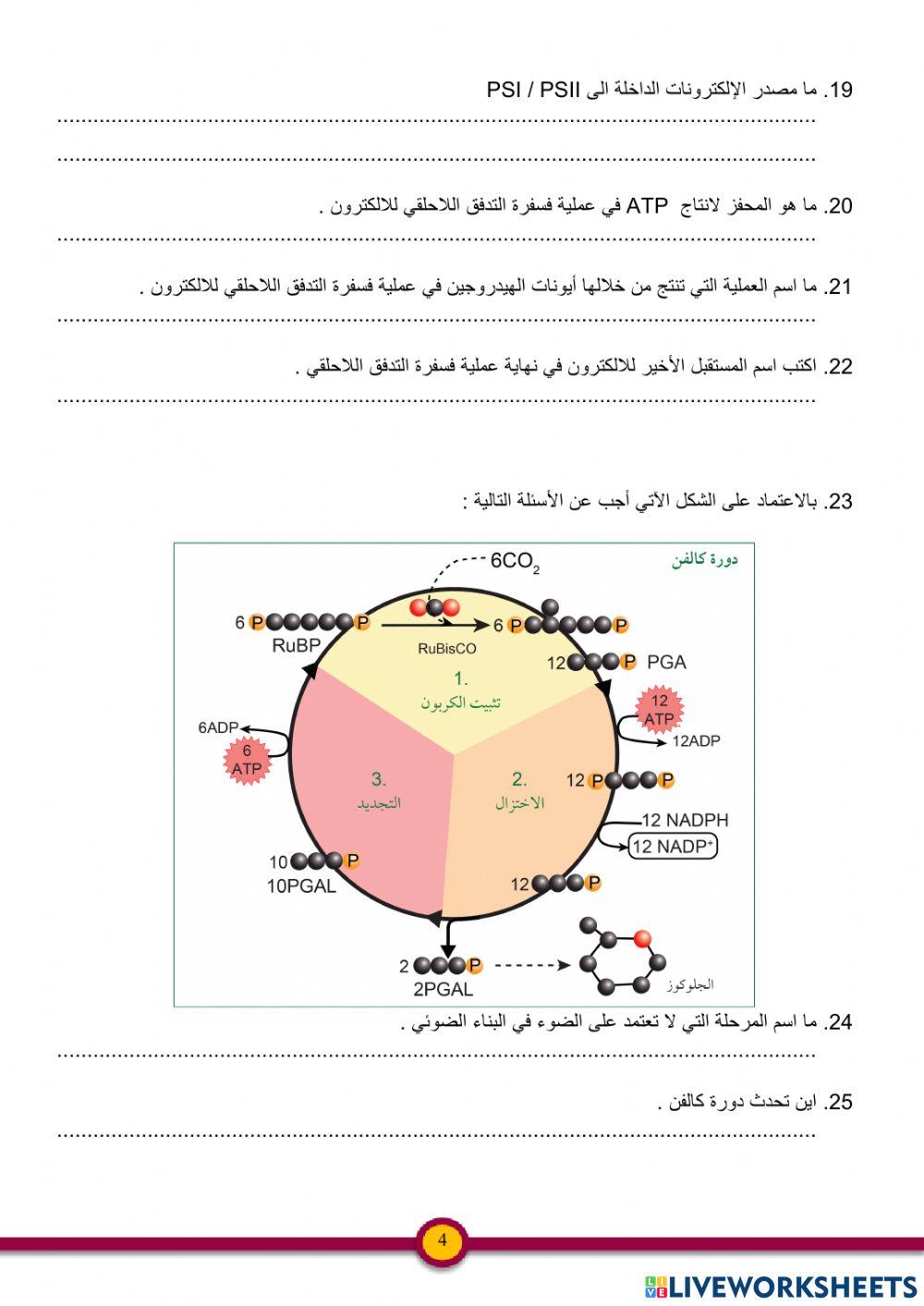 ورقة عمل البناء الضوئي