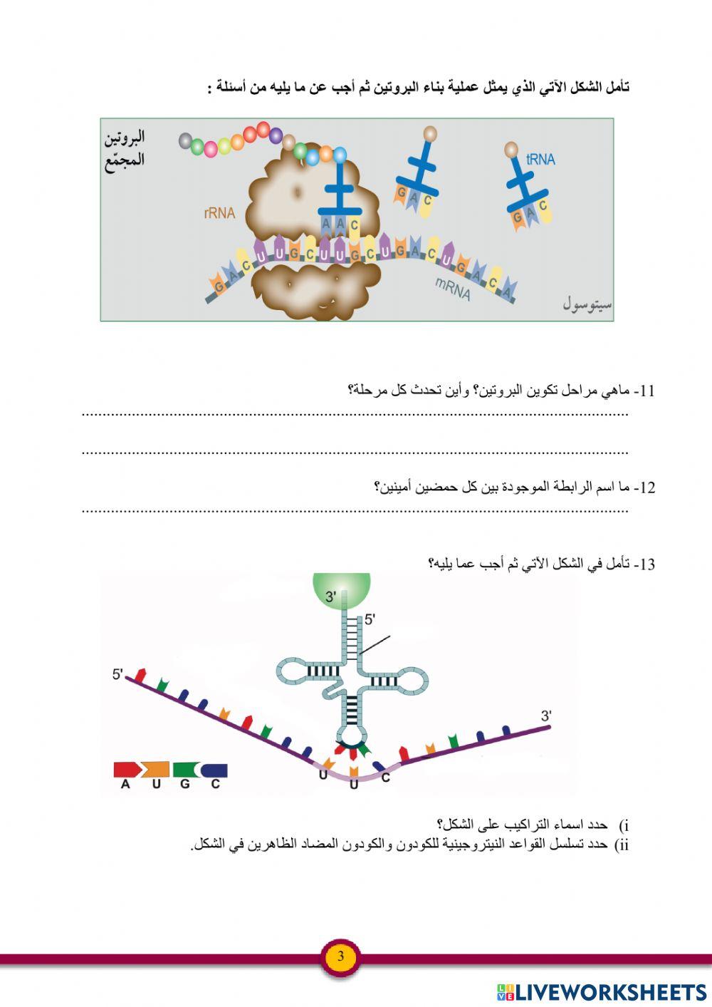 بناء البروتين والطفرات