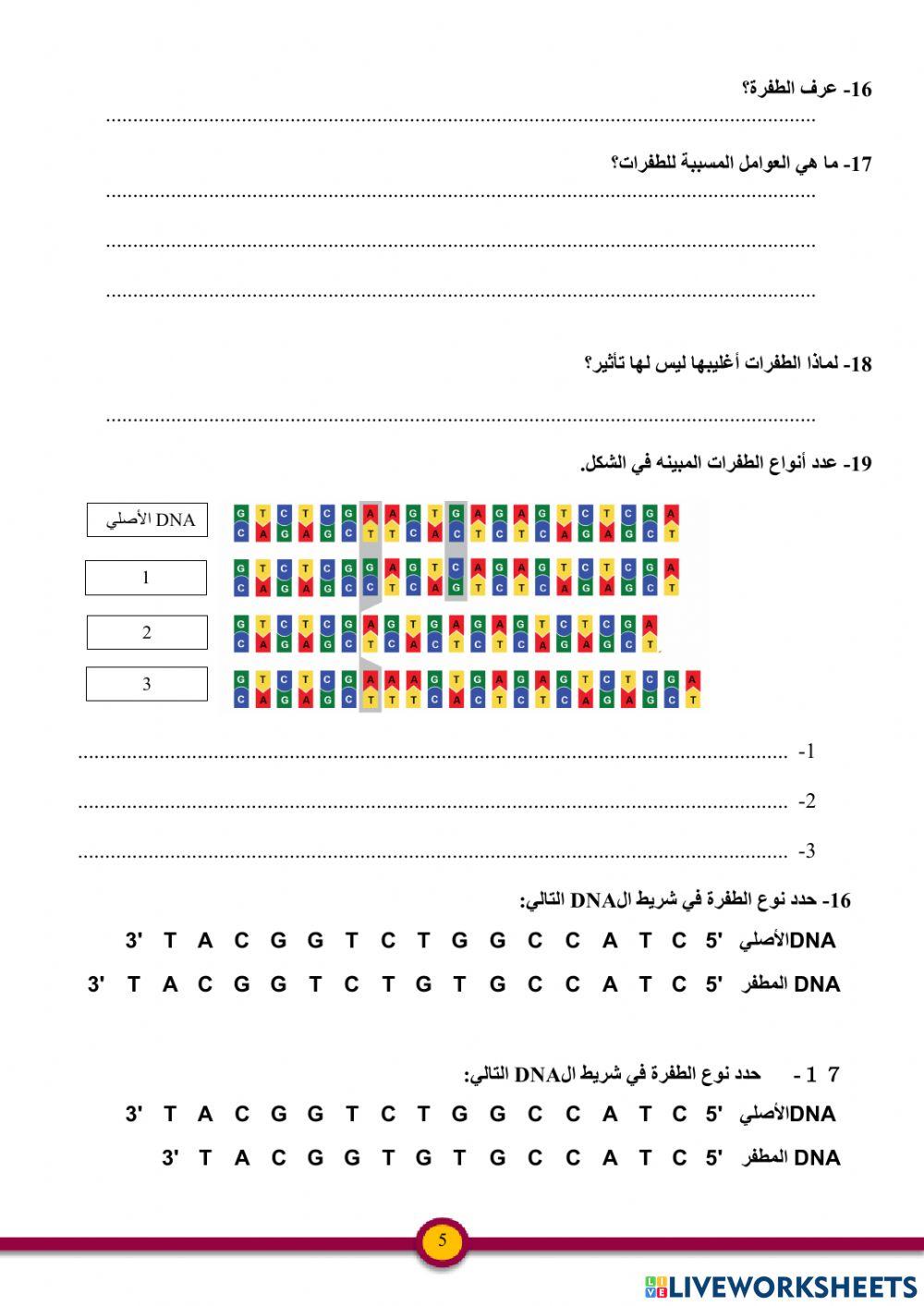 بناء البروتين والطفرات