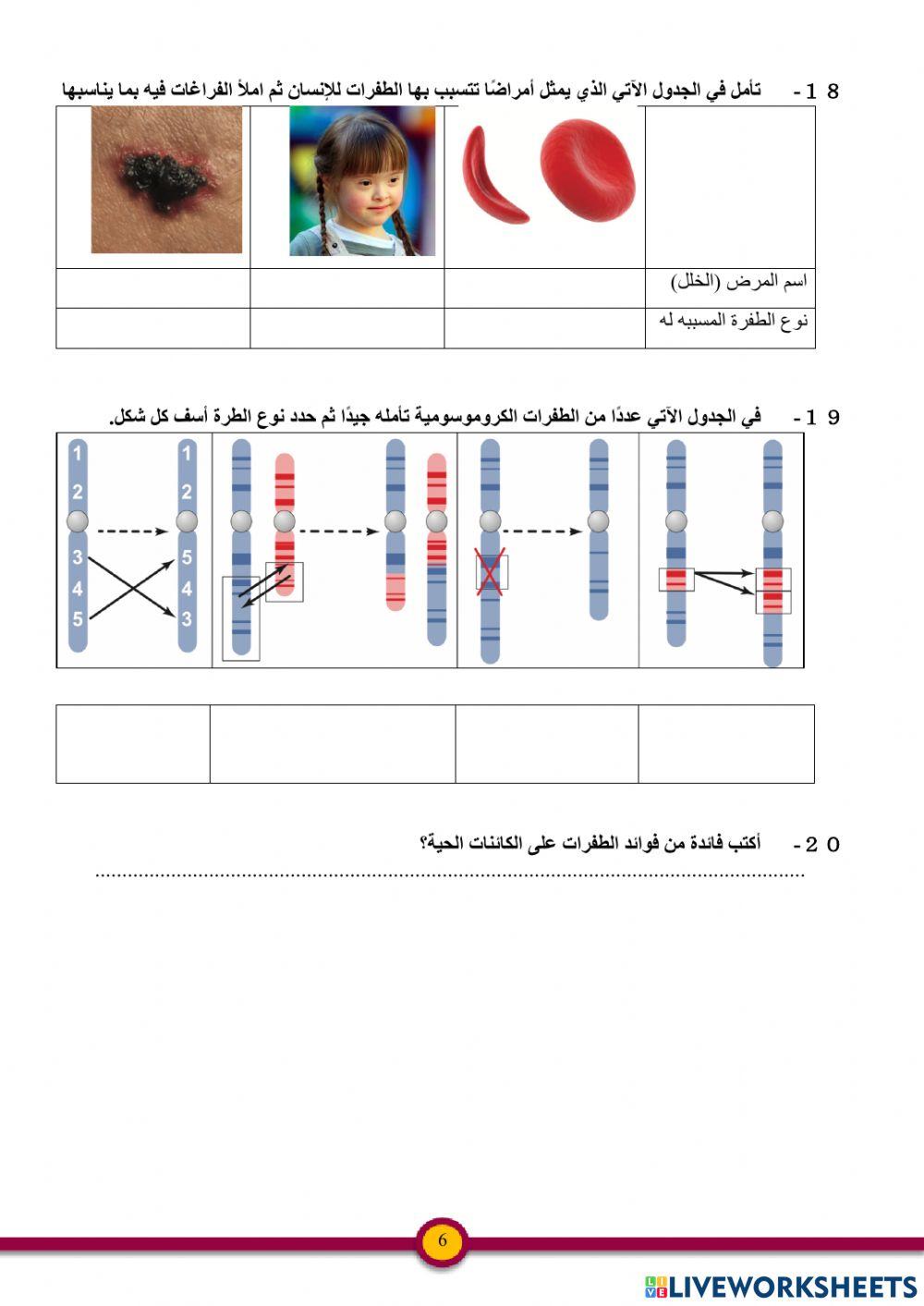بناء البروتين والطفرات