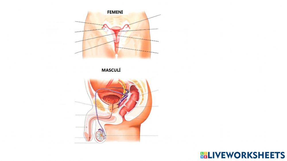 Aparell reproductor masculí i femení