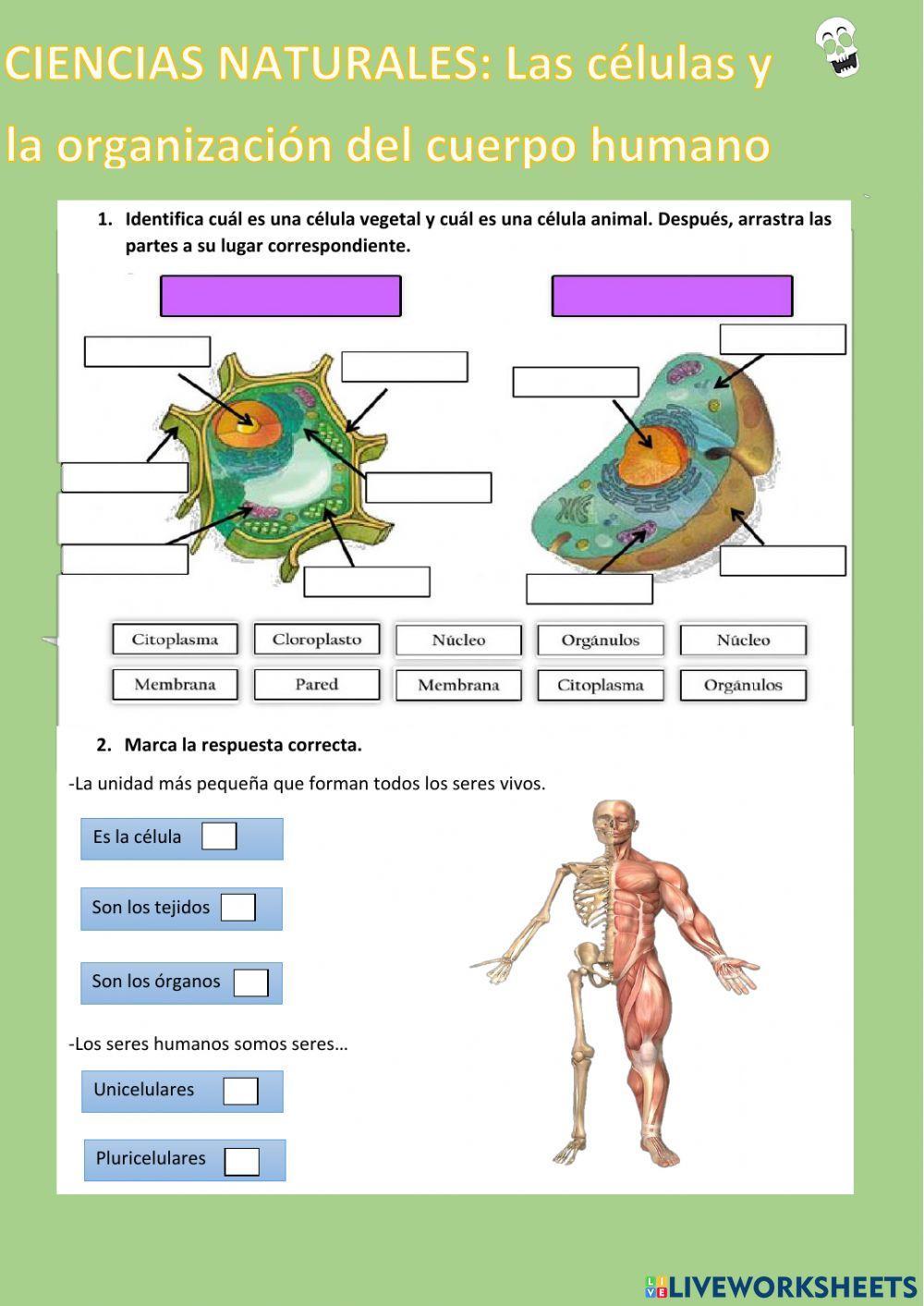 Las células  y organización del cuerpo humano
