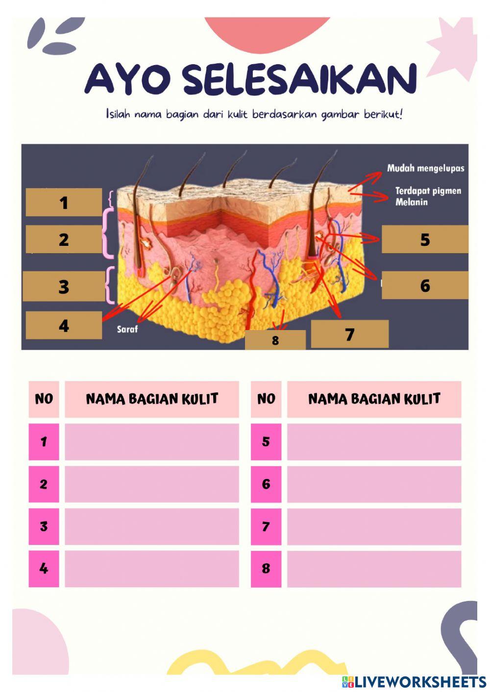 Sistem pengeluaran (ekskresi)