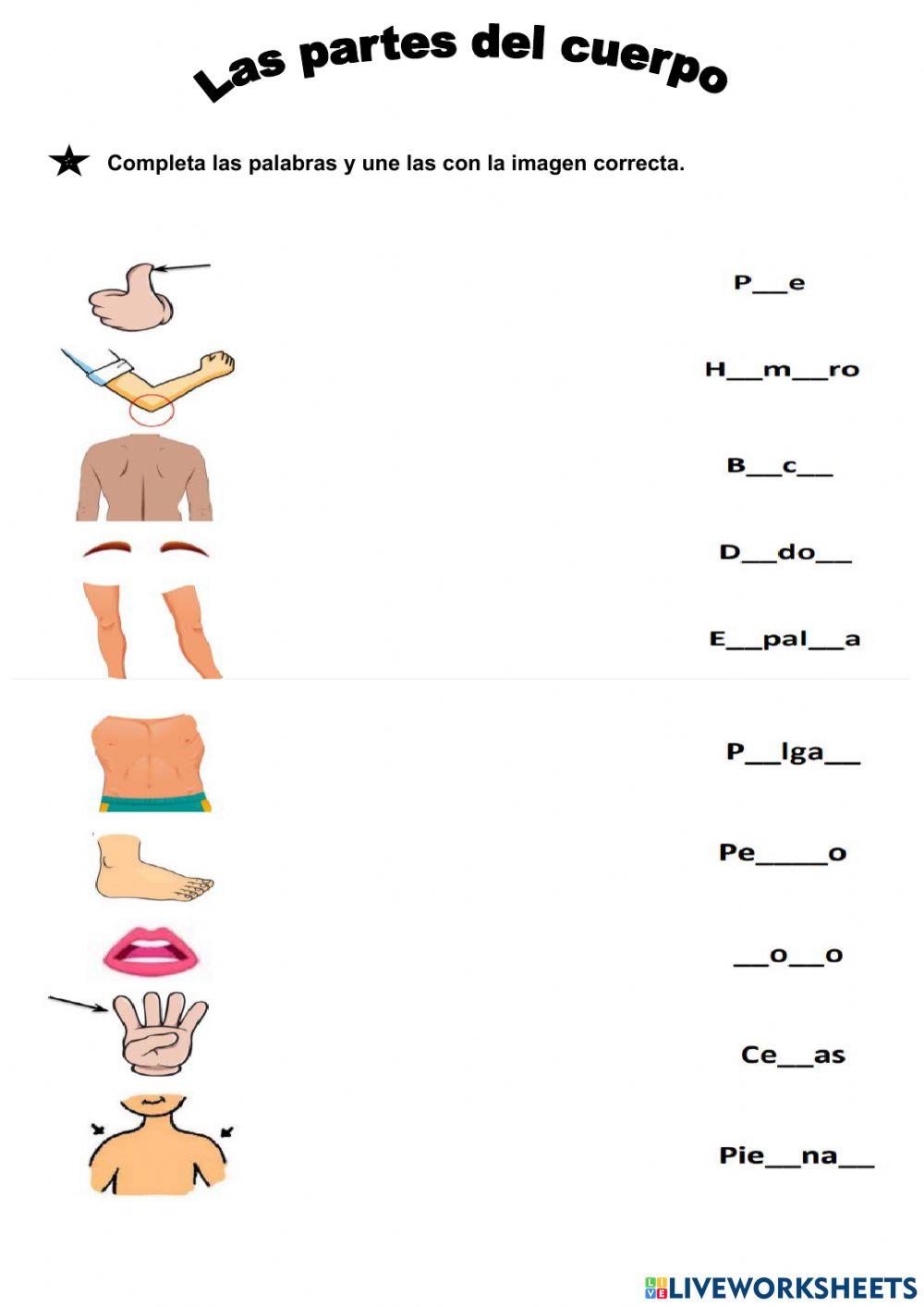 Las partes del cuerpo worksheet for pre intermediate Live Worksheets