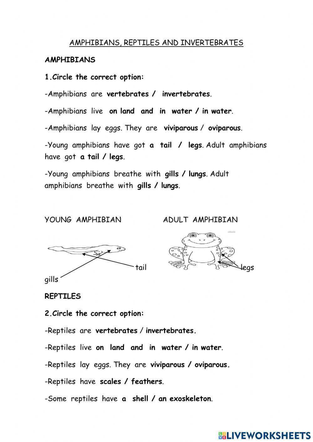 Amphibians, reptiles, invertebrates