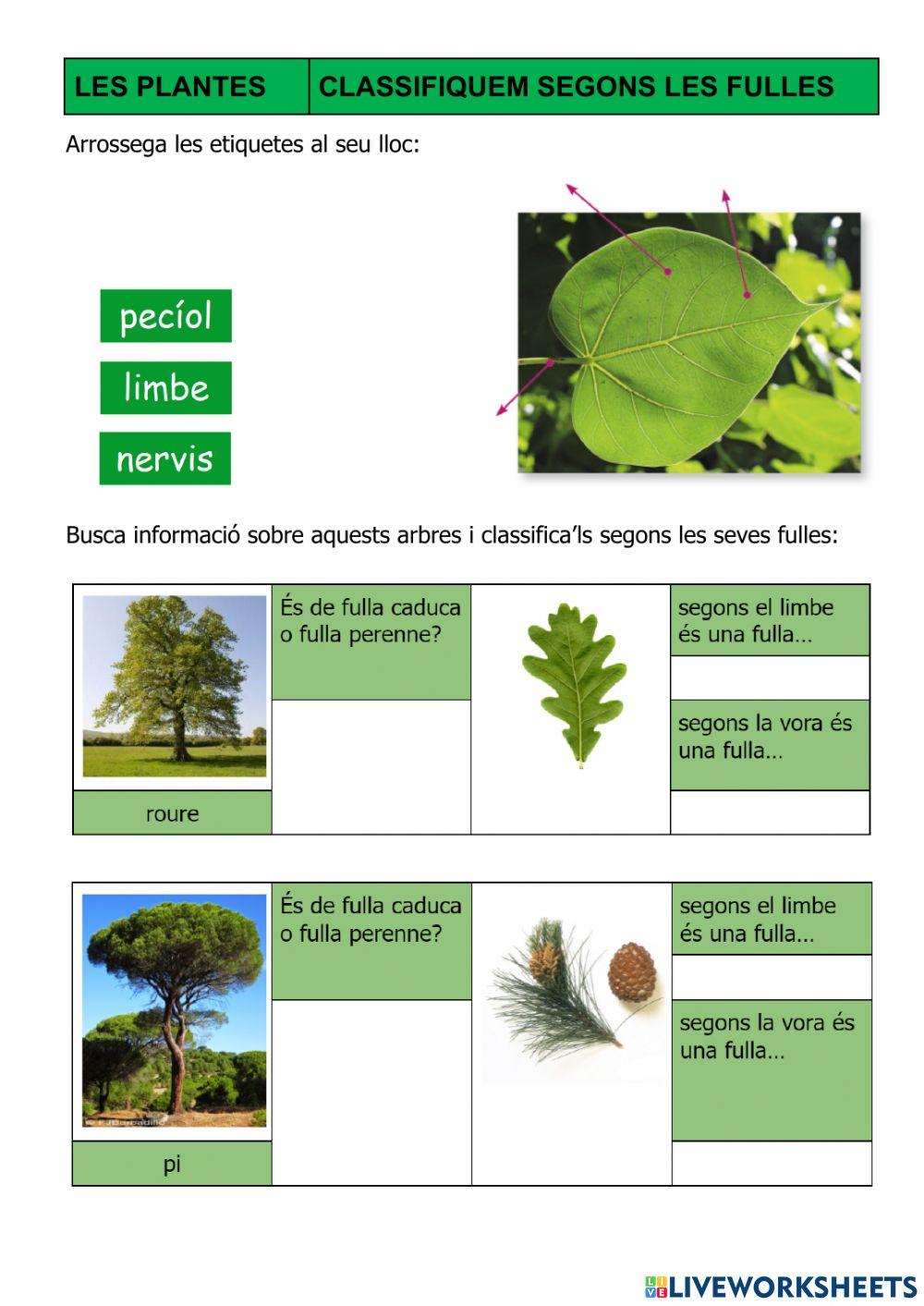 Les plantes - Cassificació de fulles