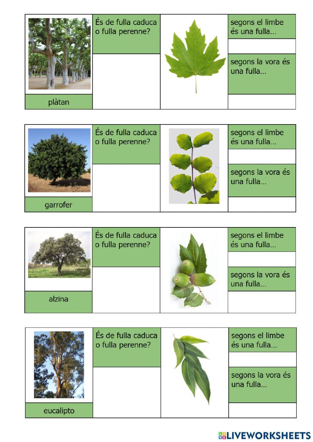 Les plantes - Cassificació de fulles