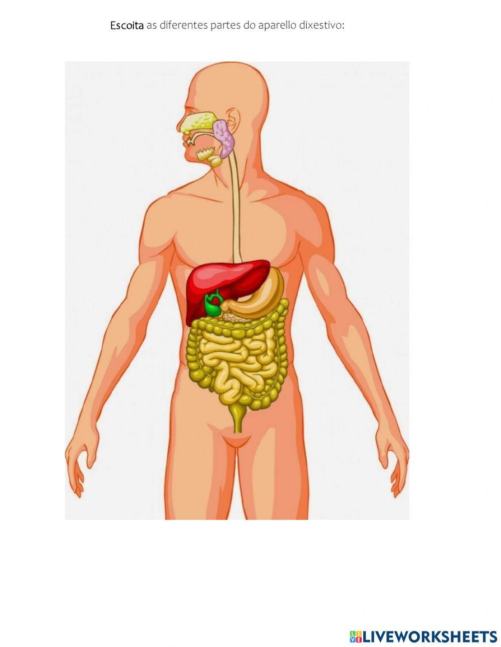 O aparello dixestivo