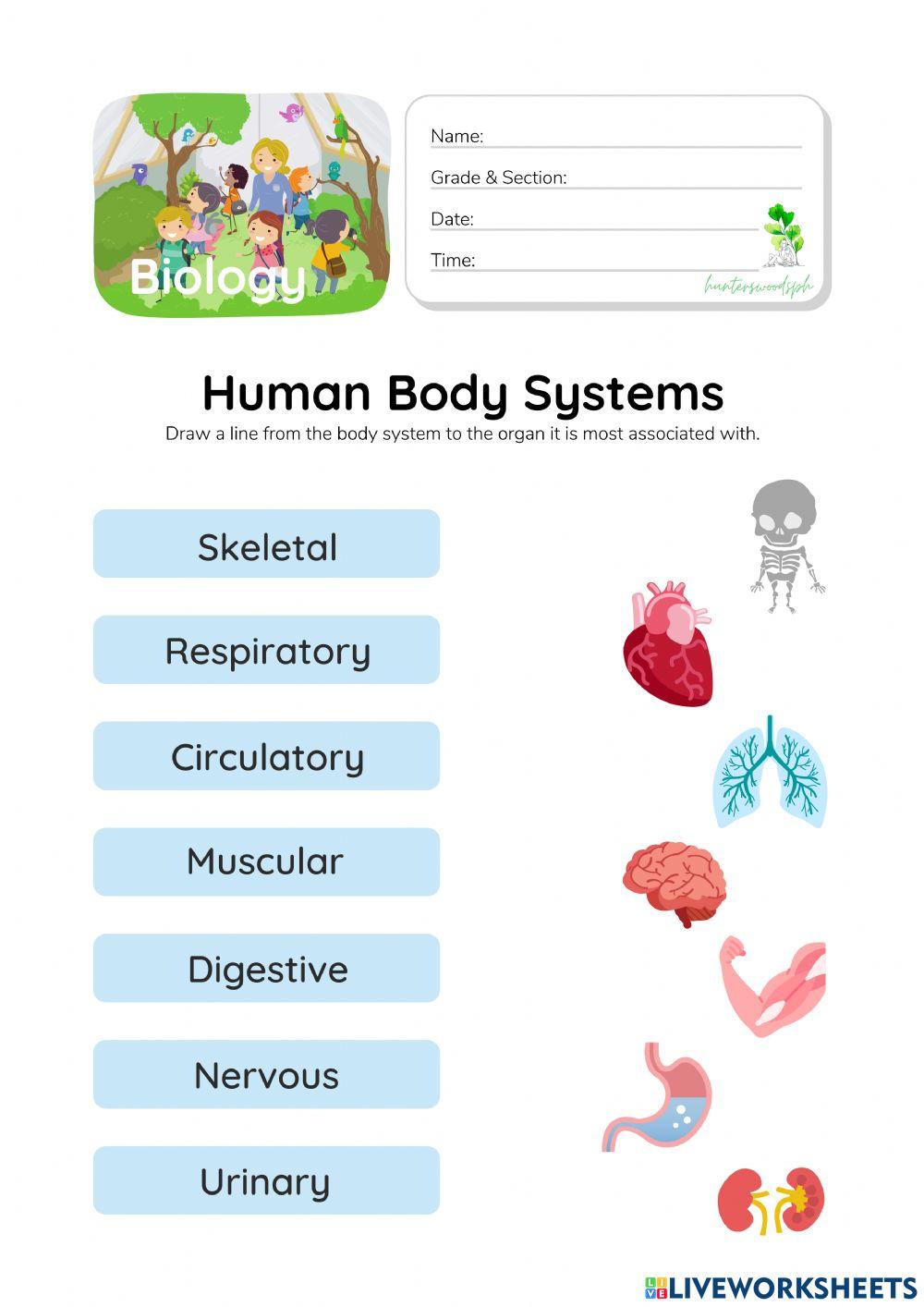 Human Body Systems - HuntersWoodsPH.com Worksheet Human Body Systems - HuntersWoodsPH.com Worksheet