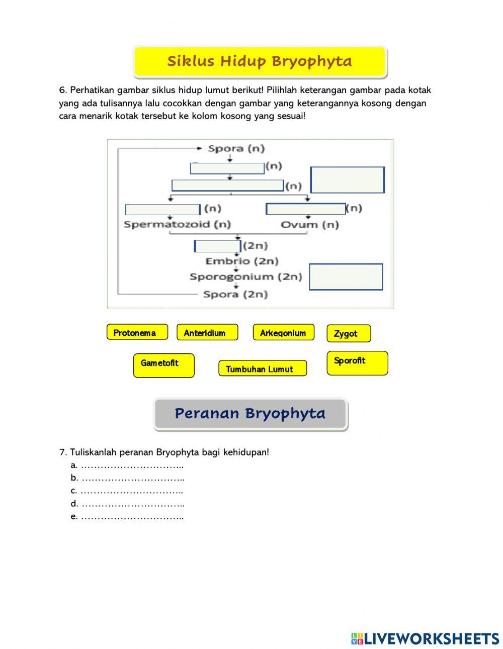 Lkpd viii. plantae (bryophyta)