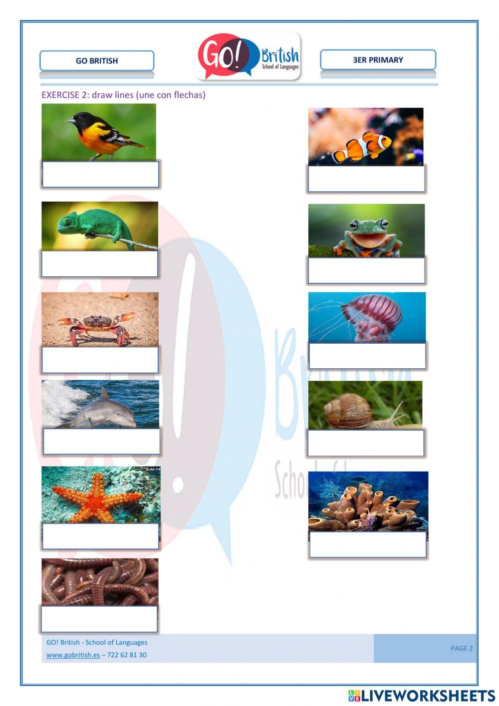 Vertebrates e invertebrates. Mammals- birds
